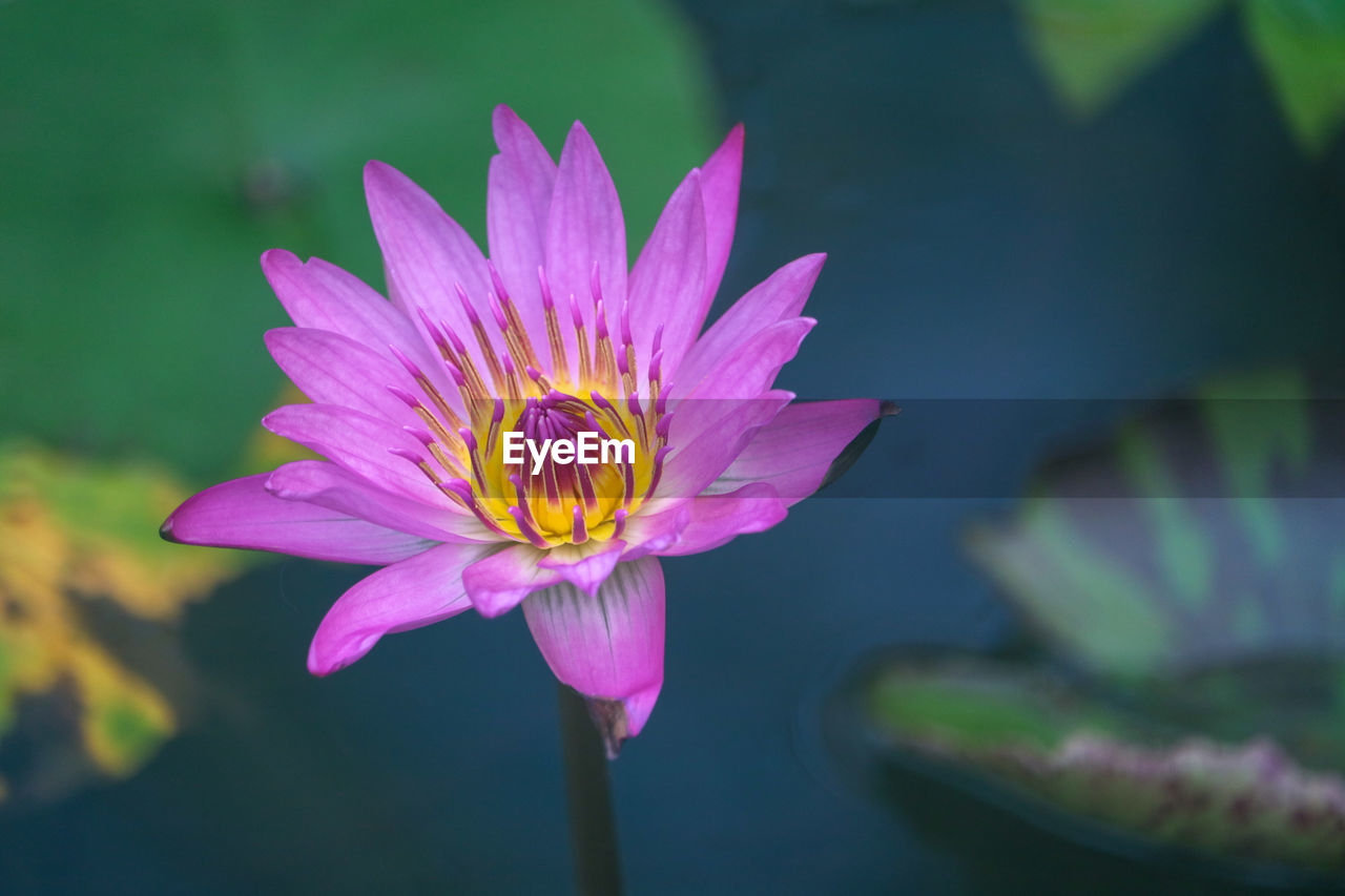 CLOSE-UP OF WATER LILY