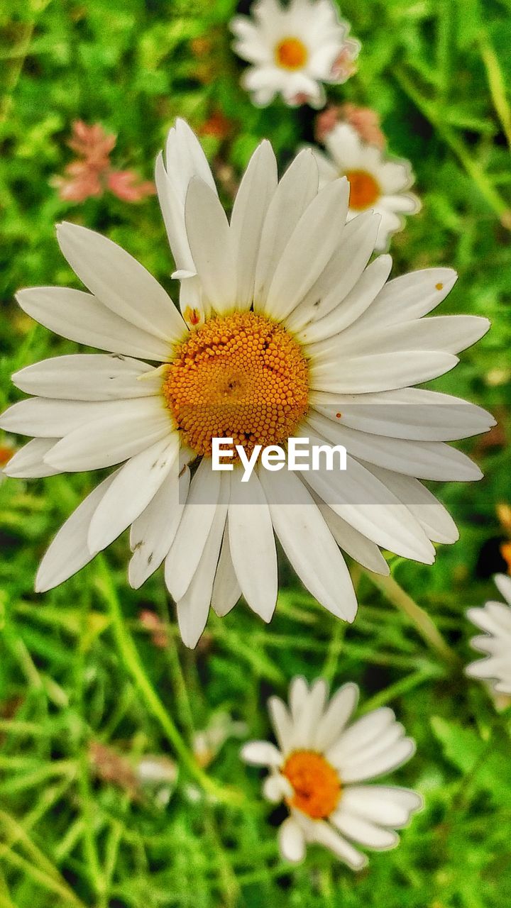 Close-up of daisy flower