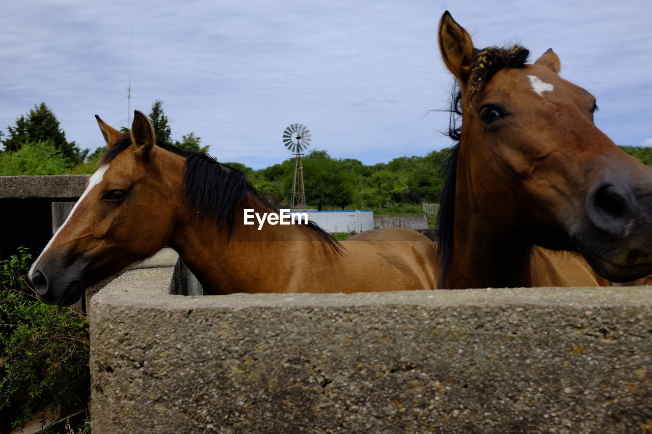 HORSES STANDING IN RANCH