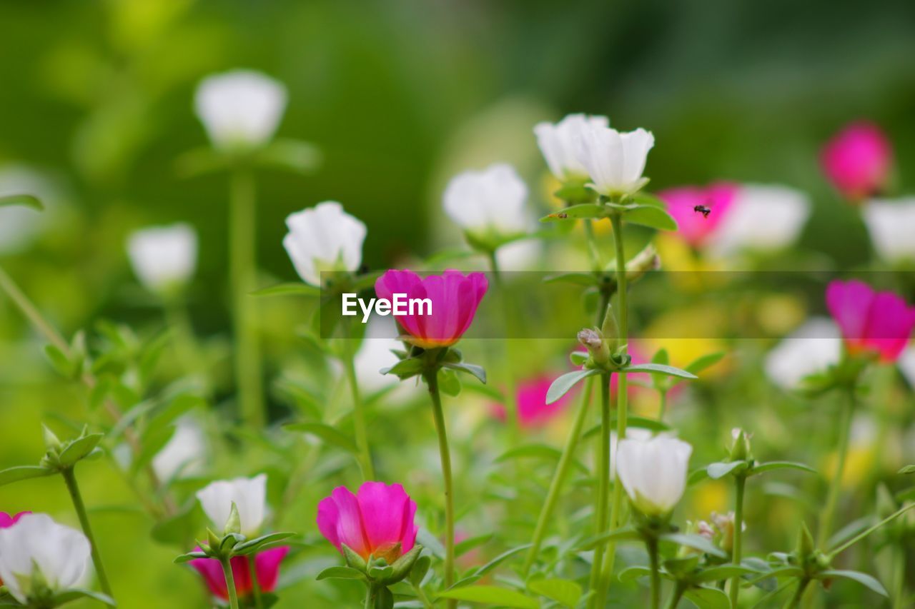 Close-up of pink flowering plants on field