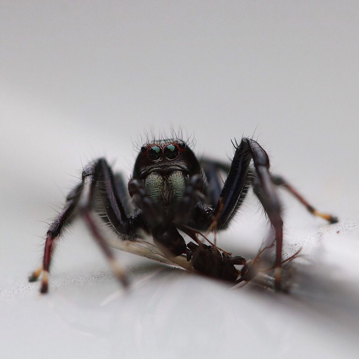 Close-up of jumping spider hunted prey on white surface