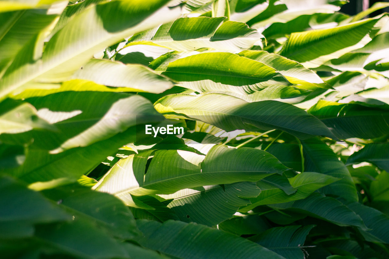 CLOSE-UP OF GREEN TREE