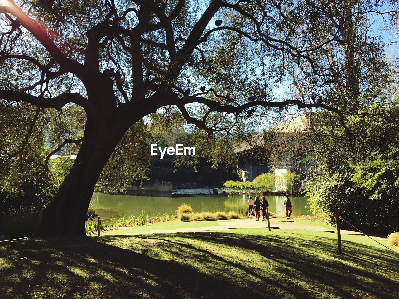 People and trees by pond