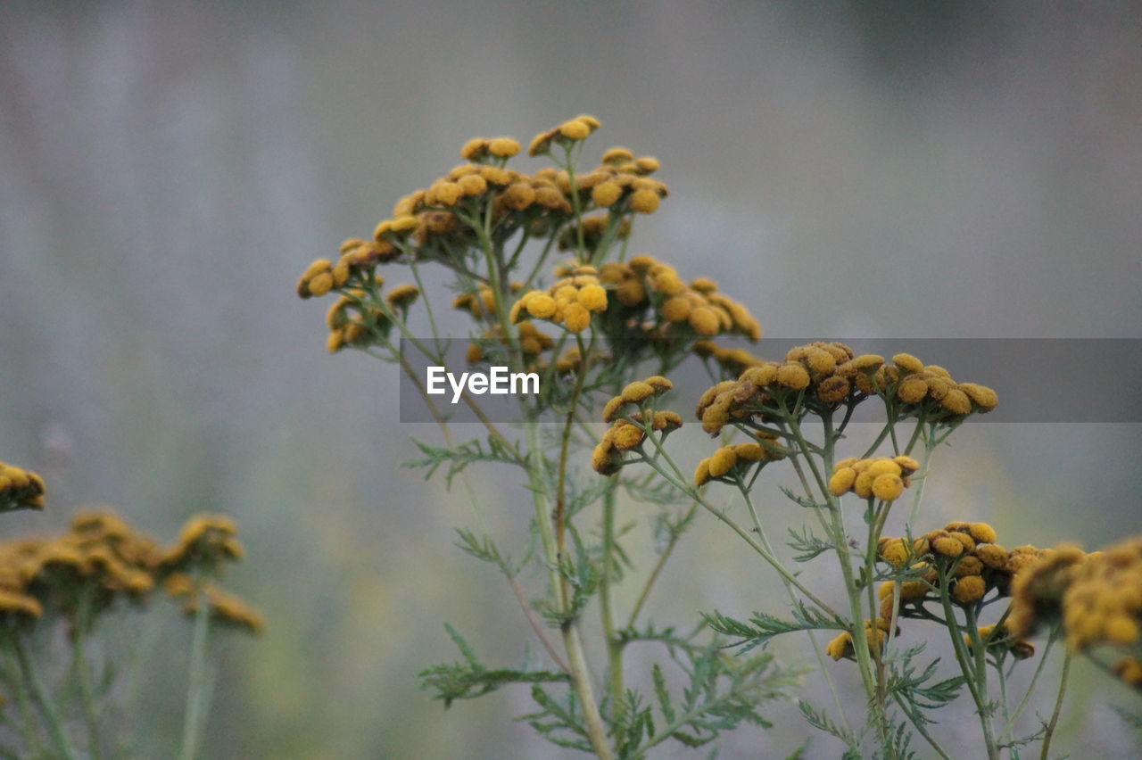 Close-up of yellow flowers against blurred background