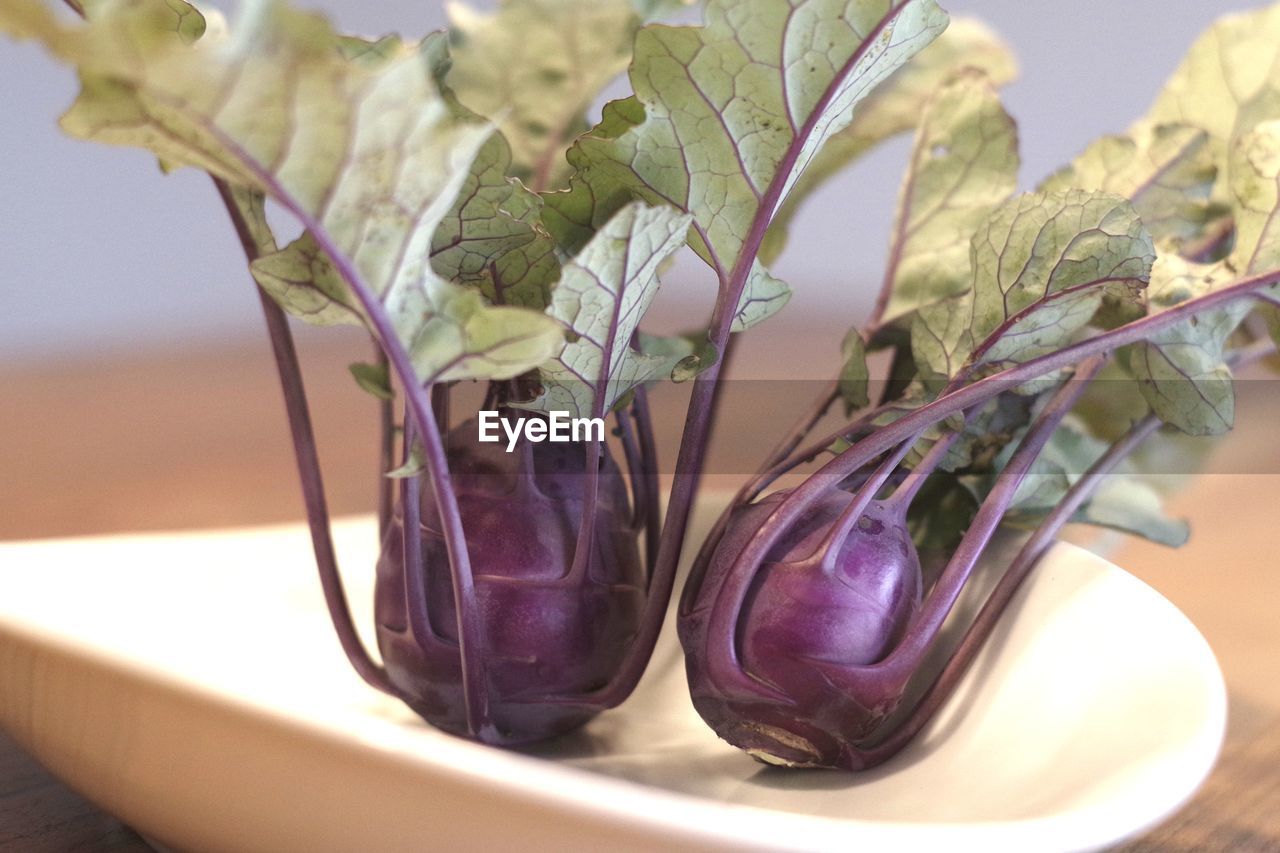 CLOSE-UP OF PLANT IN CONTAINER