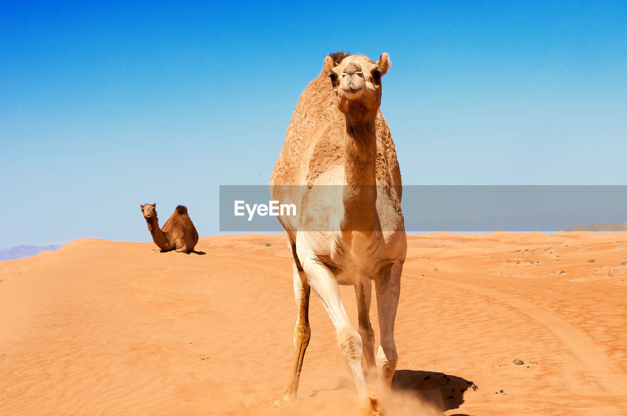 View of camel at desert against clear blue sky
