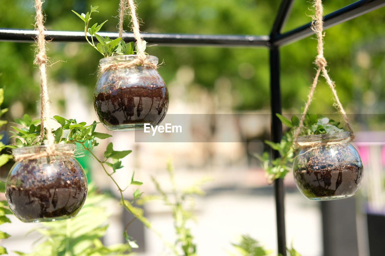 hanging, nature, plant, focus on foreground, no people, produce, branch, food, tree, outdoors, decoration, food and drink, day, lighting, animal, animal themes, close-up, flower, growth, holiday, fruit