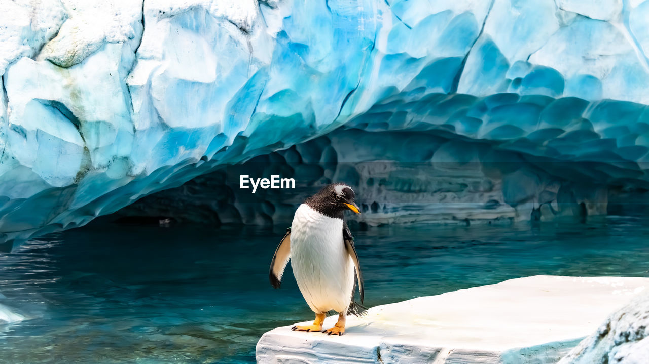 penguin swimming in water