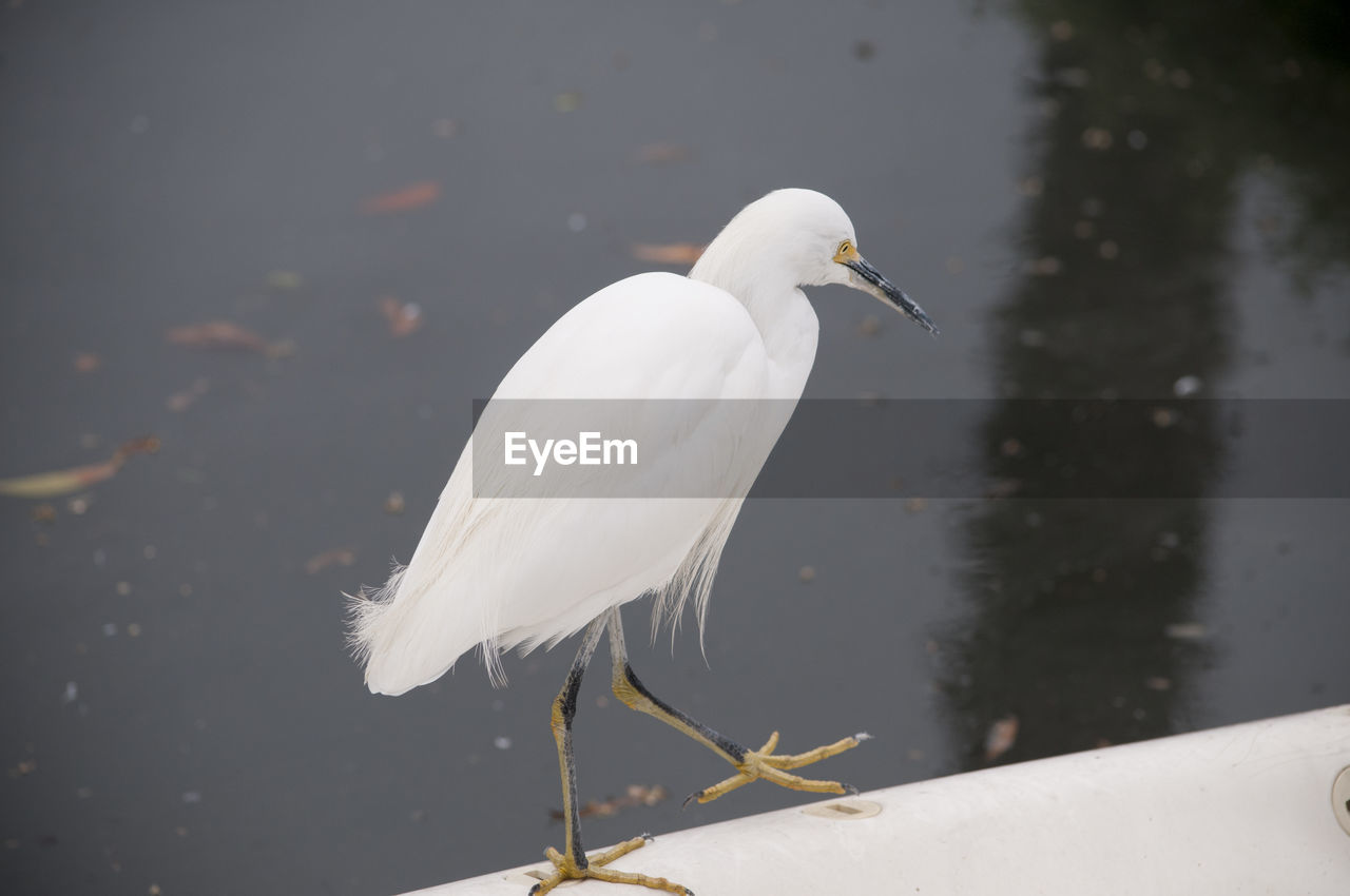 CLOSE-UP OF WHITE BIRD PERCHING ON THE EDGE