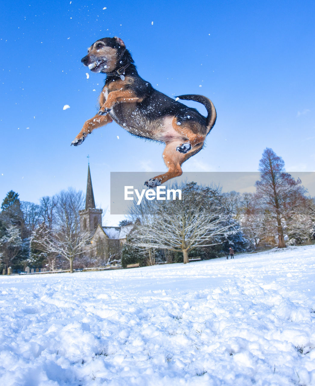 Dog jumping over snow against sky