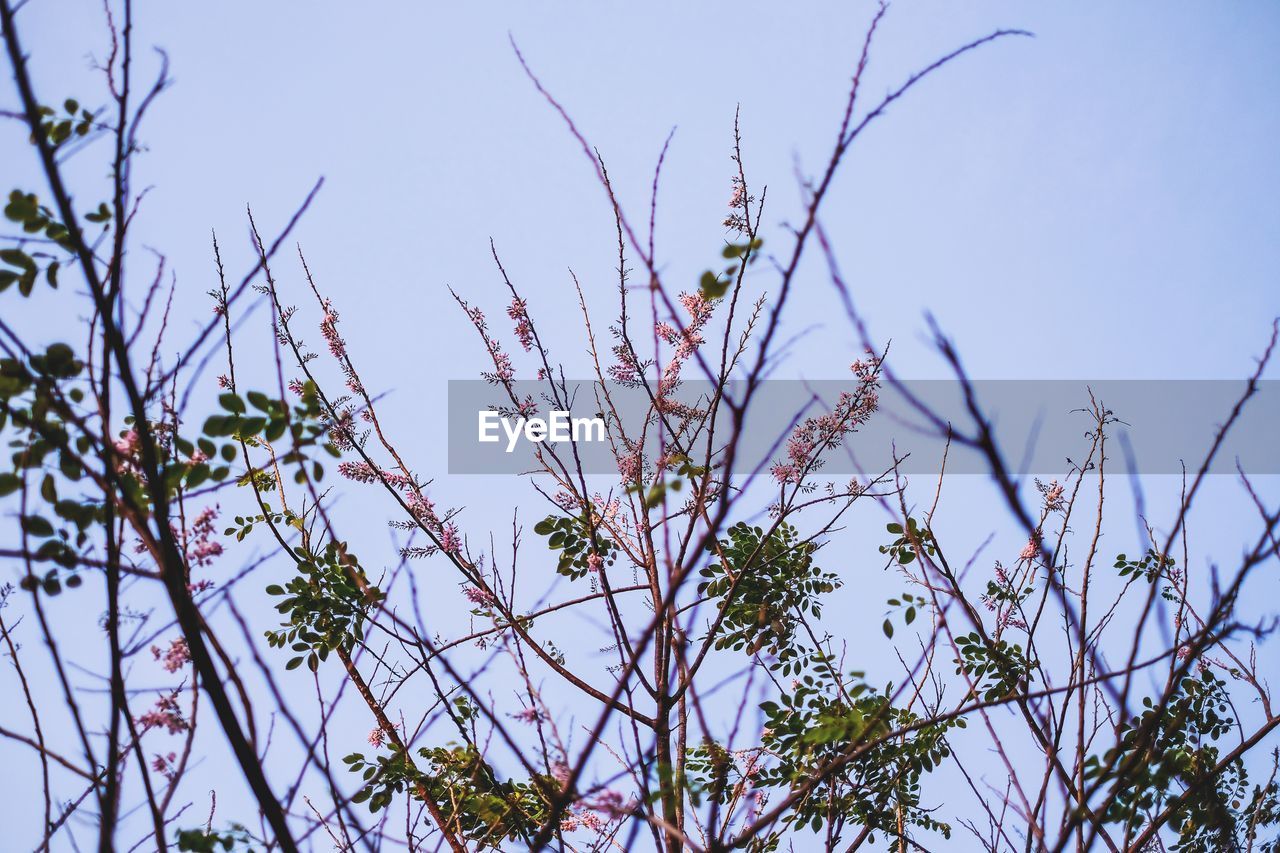 LOW ANGLE VIEW OF FLOWERING PLANT AGAINST SKY