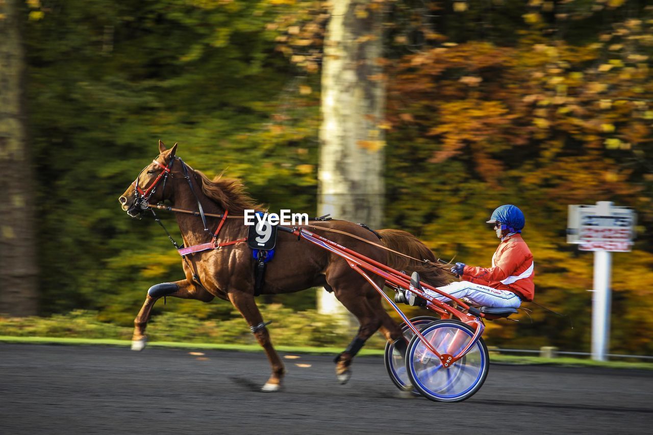 VIEW OF HORSE RIDING