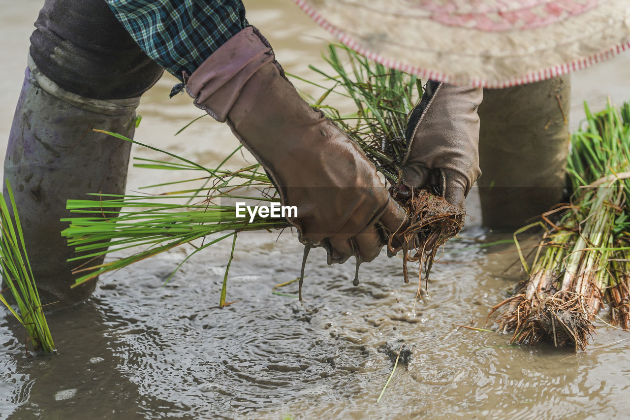 Chiangrai , thailand farmer transplant rice seedlings in rice field.