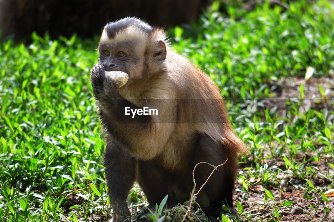 MONKEY SITTING ON GRASS