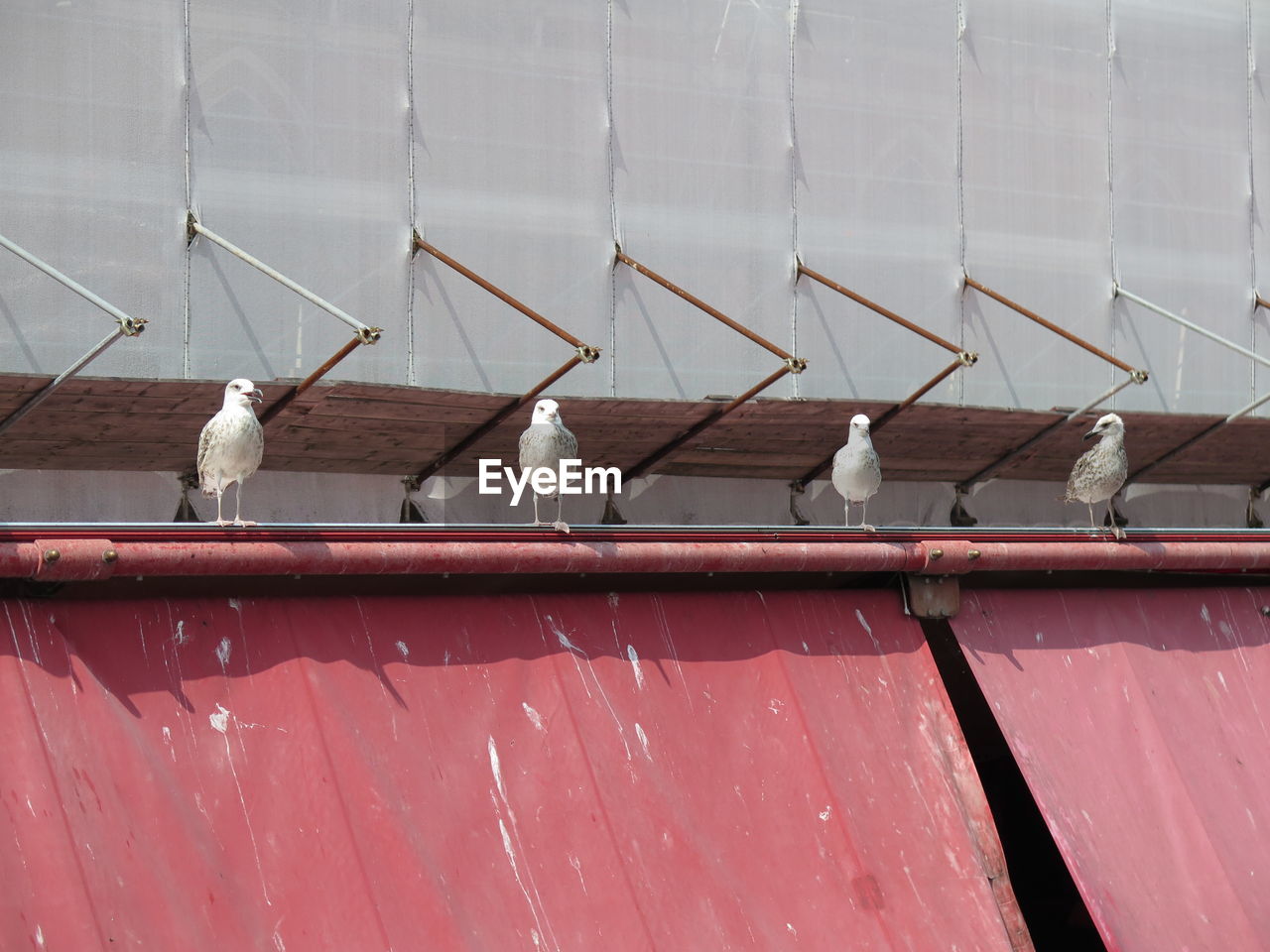 Seagulls perching on metal wall