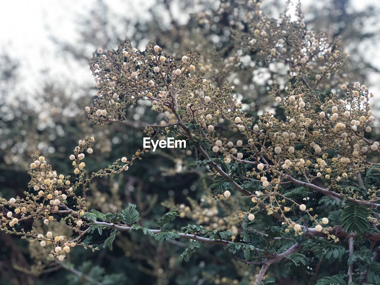 CLOSE-UP OF CHERRY BLOSSOMS ON BRANCH