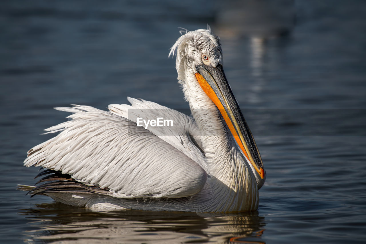 CLOSE-UP OF A BIRD