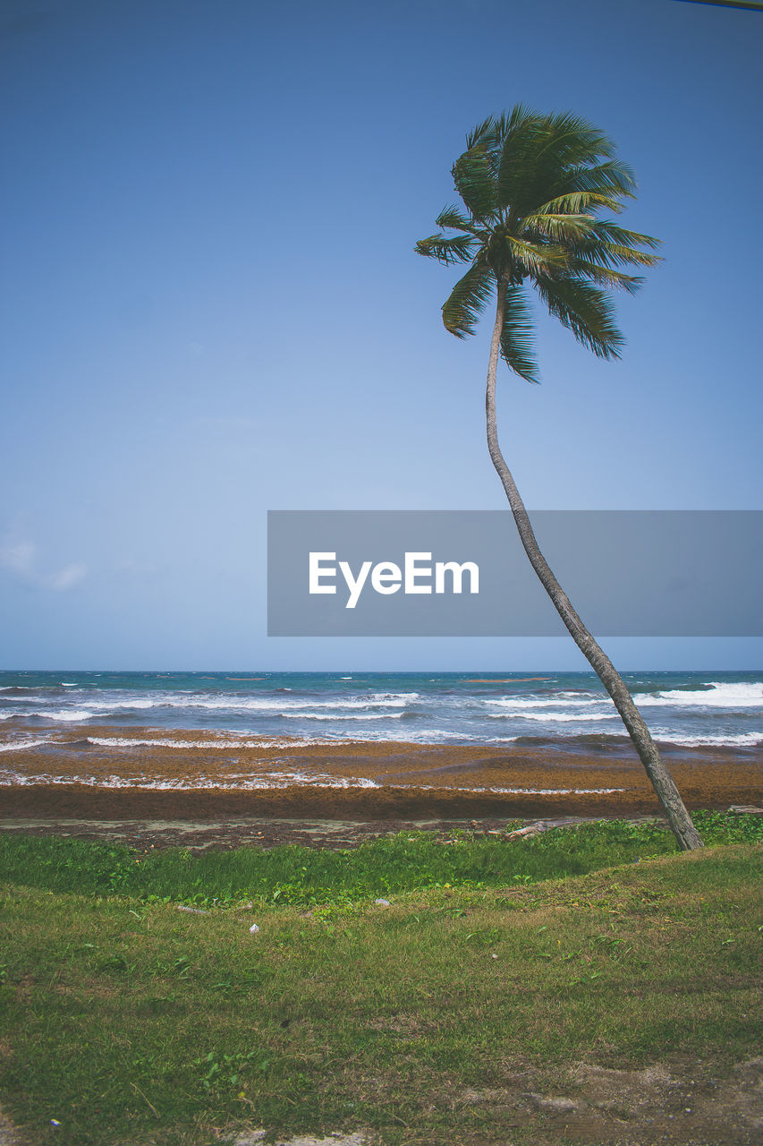 COCONUT PALM TREES ON BEACH AGAINST SKY