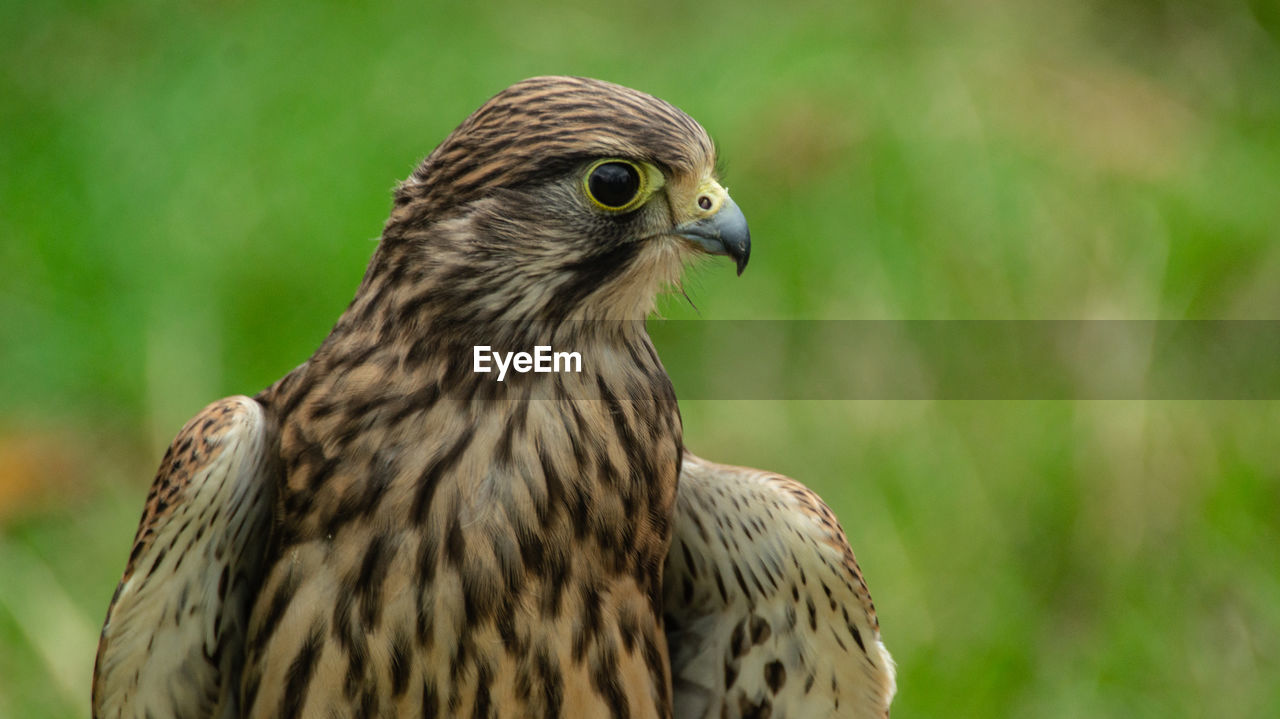 Close-up portrait of raptor bird of prey hawk falcon eagle