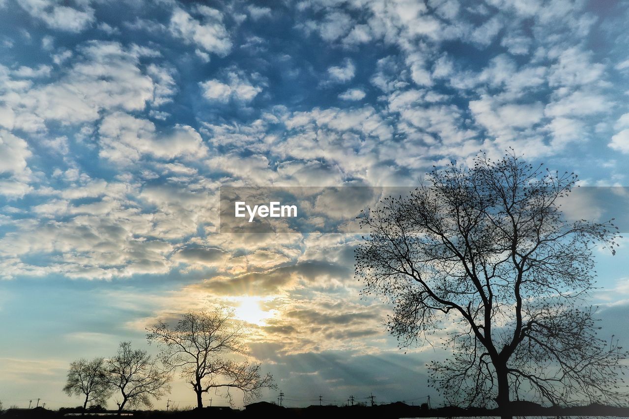 LOW ANGLE VIEW OF BARE TREE AGAINST SKY