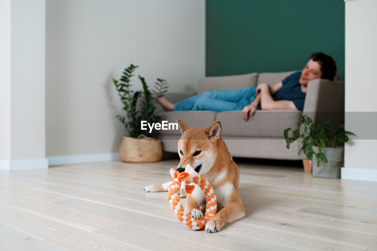 Happy dog shiba inu plays with a ring made by her owner. diy dog toys and pet care