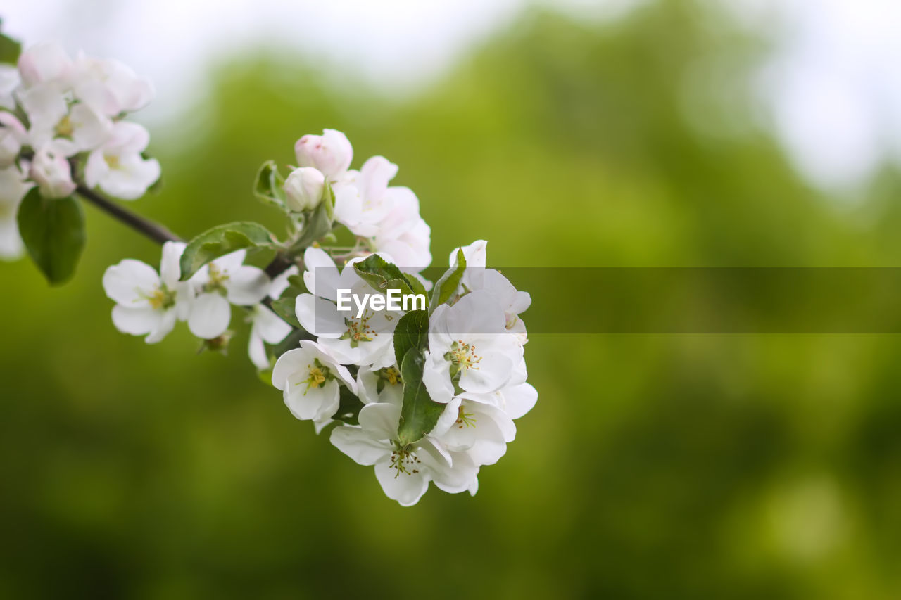 plant, flower, flowering plant, beauty in nature, freshness, fragility, blossom, springtime, branch, nature, close-up, green, macro photography, growth, flower head, white, tree, petal, inflorescence, focus on foreground, produce, no people, wildflower, outdoors, botany, day, selective focus, fruit tree, twig, food, plant part, cherry blossom, apple tree