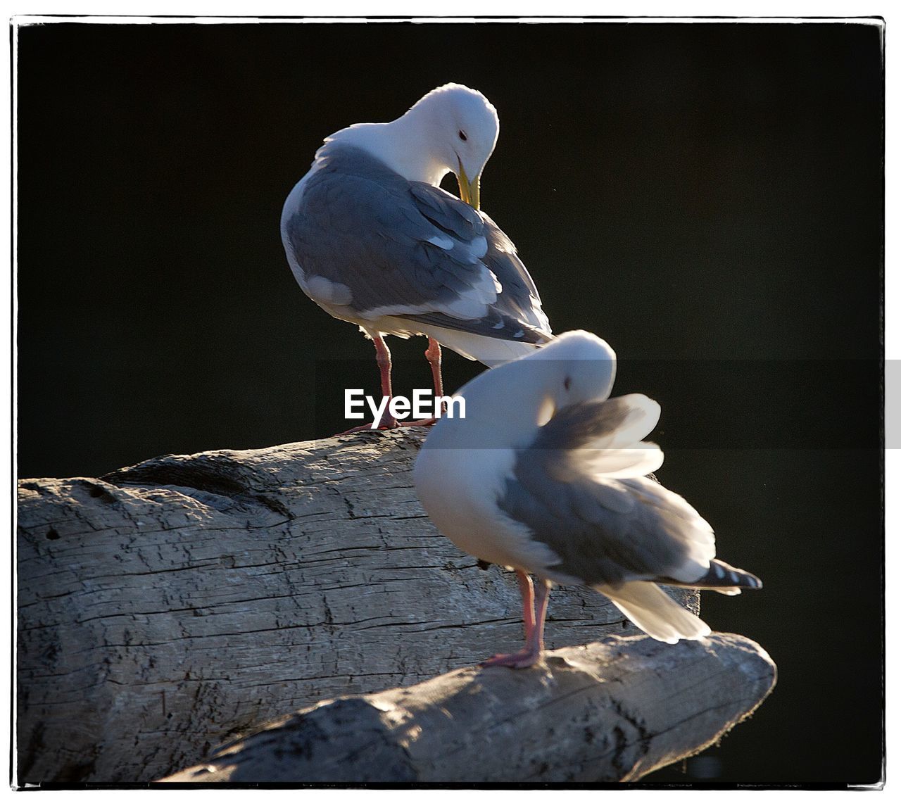 CLOSE-UP OF SEAGULL PERCHING ON WOODEN POSTS