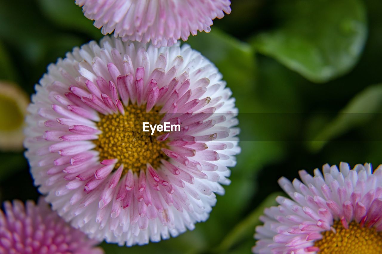 Close-up of pink flower