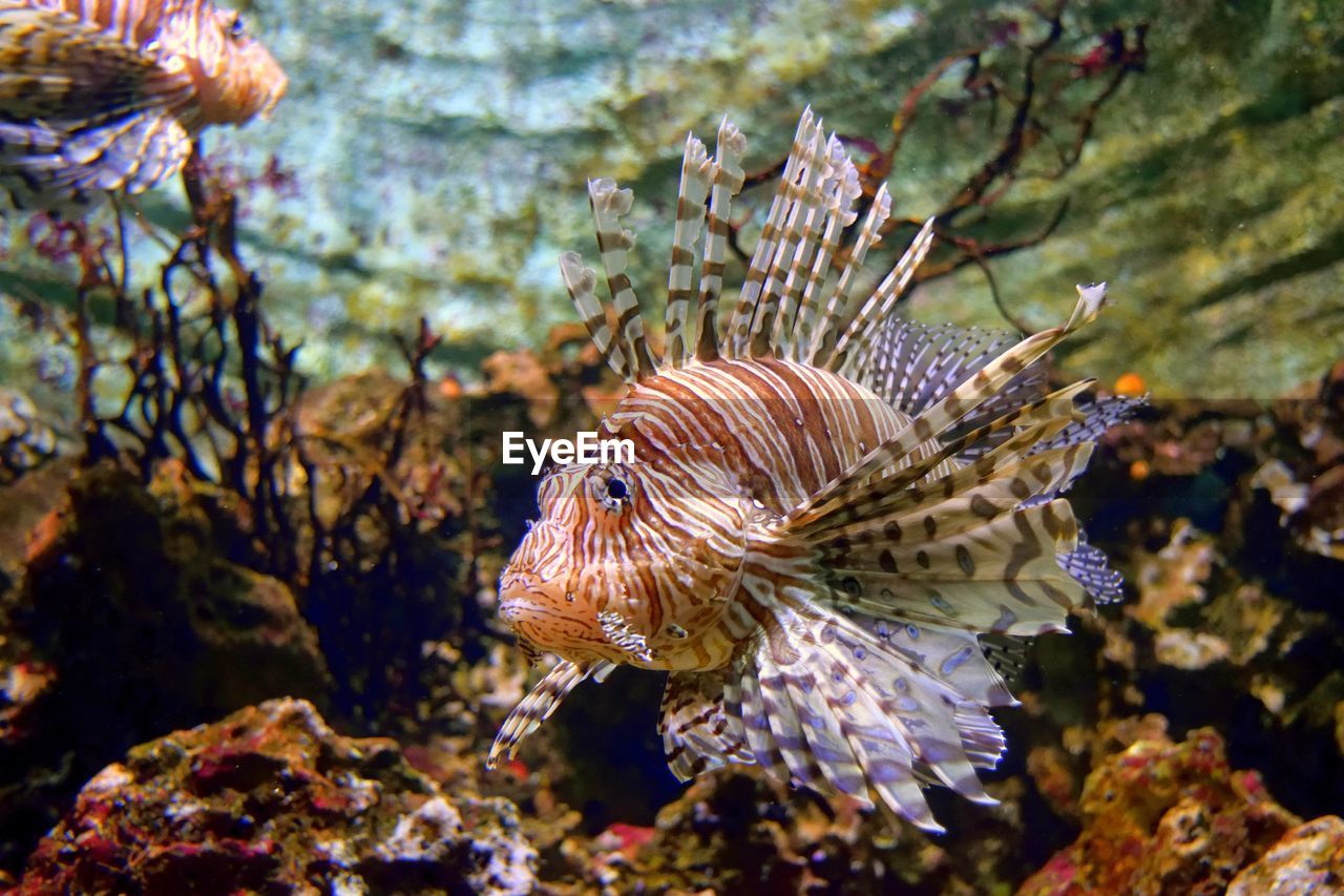 Fish in water