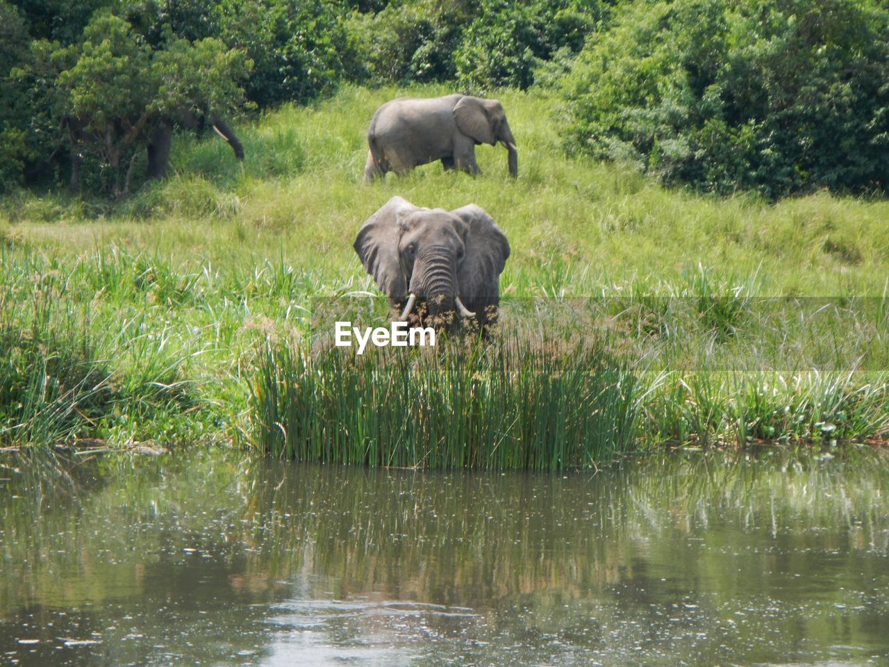 Full length of elephant in water