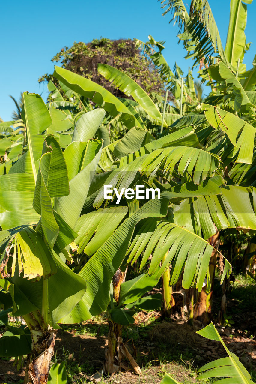 plant, growth, nature, leaf, green, tropics, plant part, banana, flower, banana tree, sky, jungle, agriculture, tree, food, beauty in nature, land, food and drink, no people, field, day, sunlight, landscape, banana leaf, vegetation, crop, healthy eating, rainforest, outdoors, clear sky, garden, tropical climate, freshness, rural scene, tranquility, environment, palm tree, sunny, fruit, farm, plantation