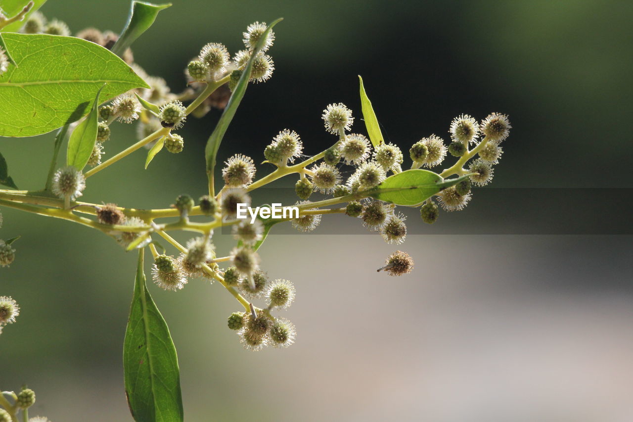 CLOSE-UP OF CATERPILLAR ON PLANT