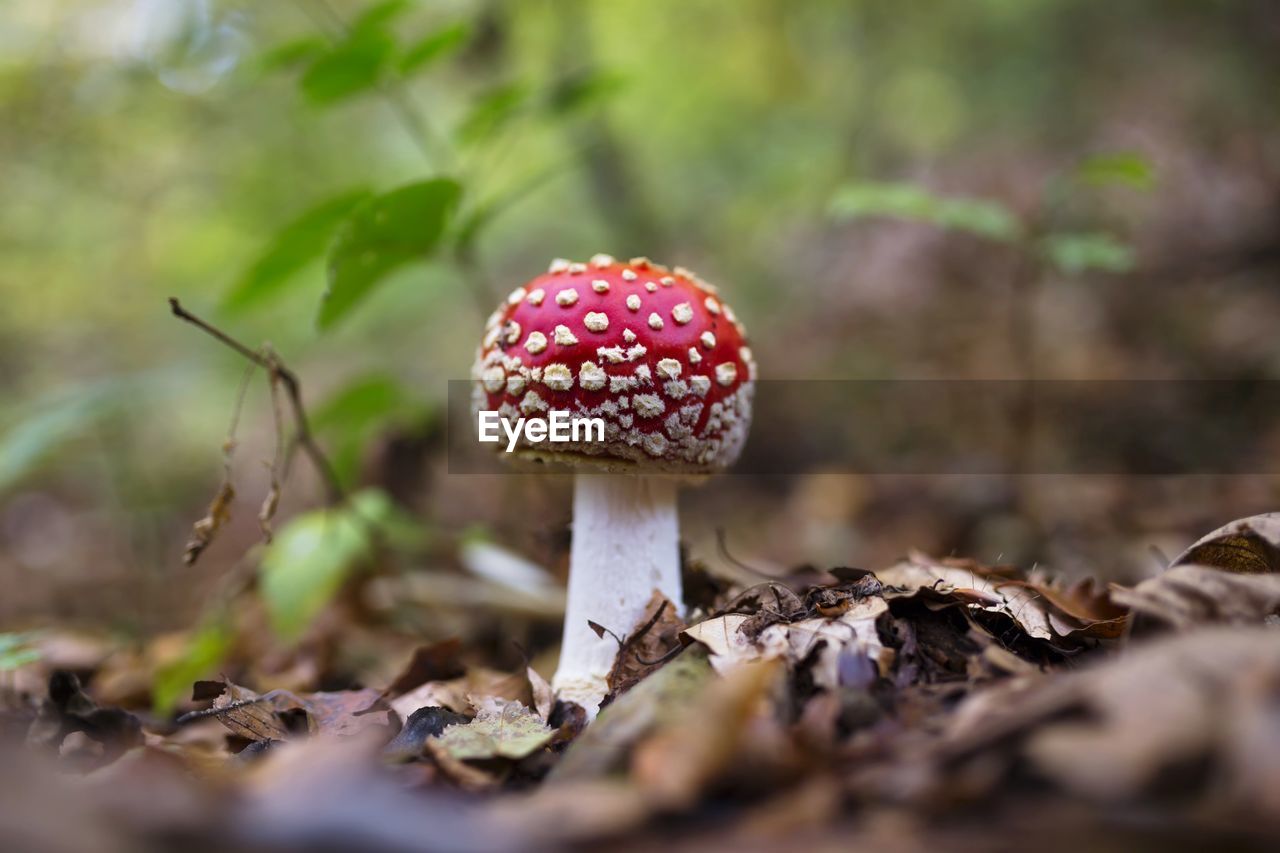 Close-up of fly agaric mushroom