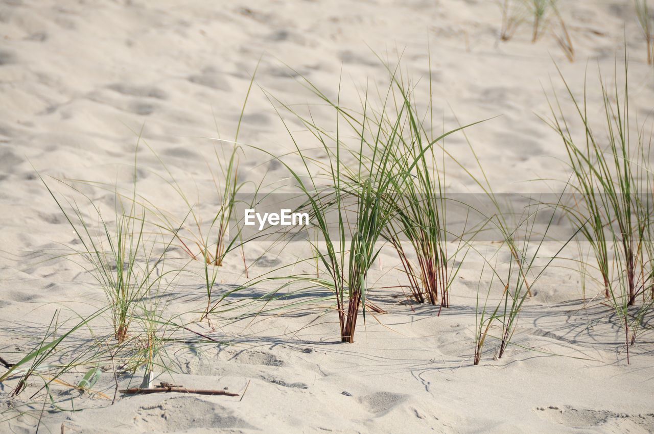 Plants growing on beach