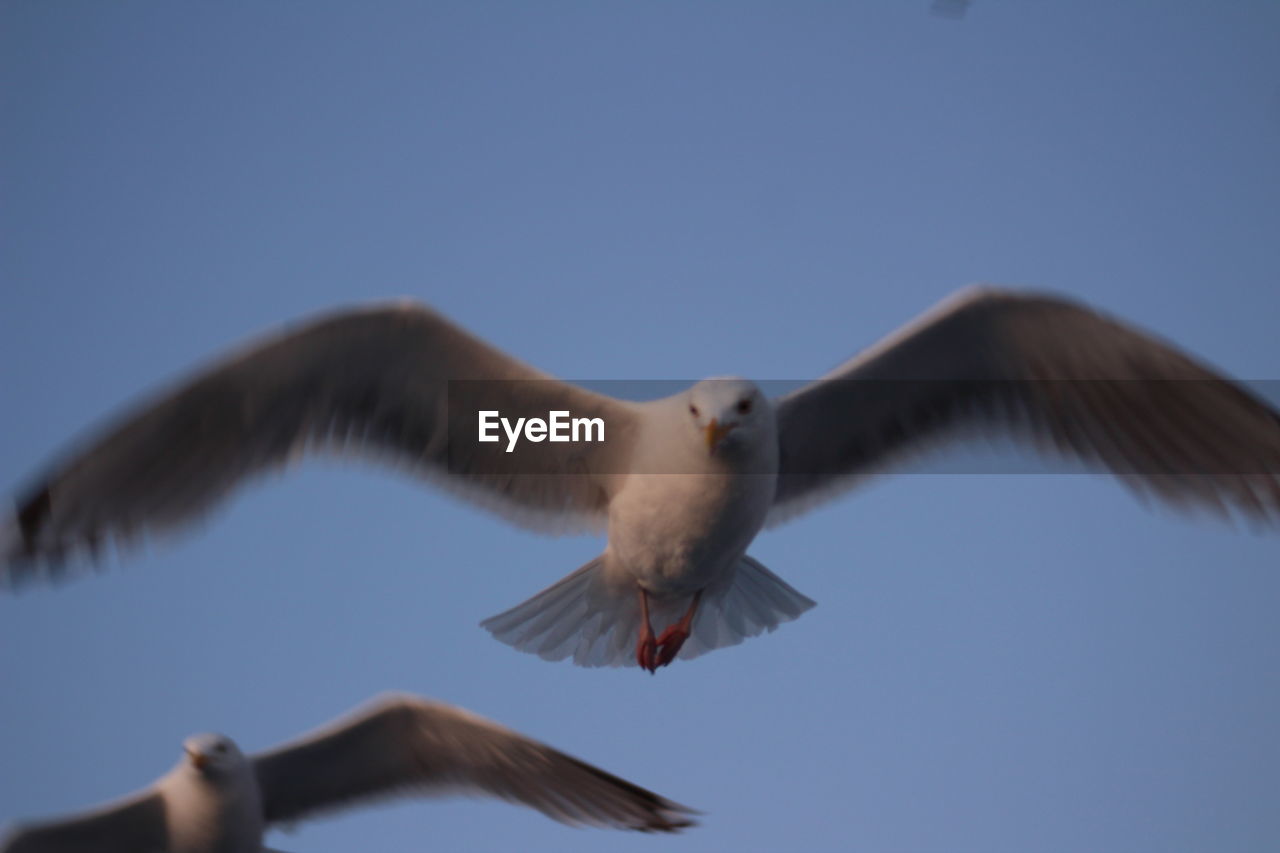 LOW ANGLE VIEW OF SEAGULL AGAINST SKY