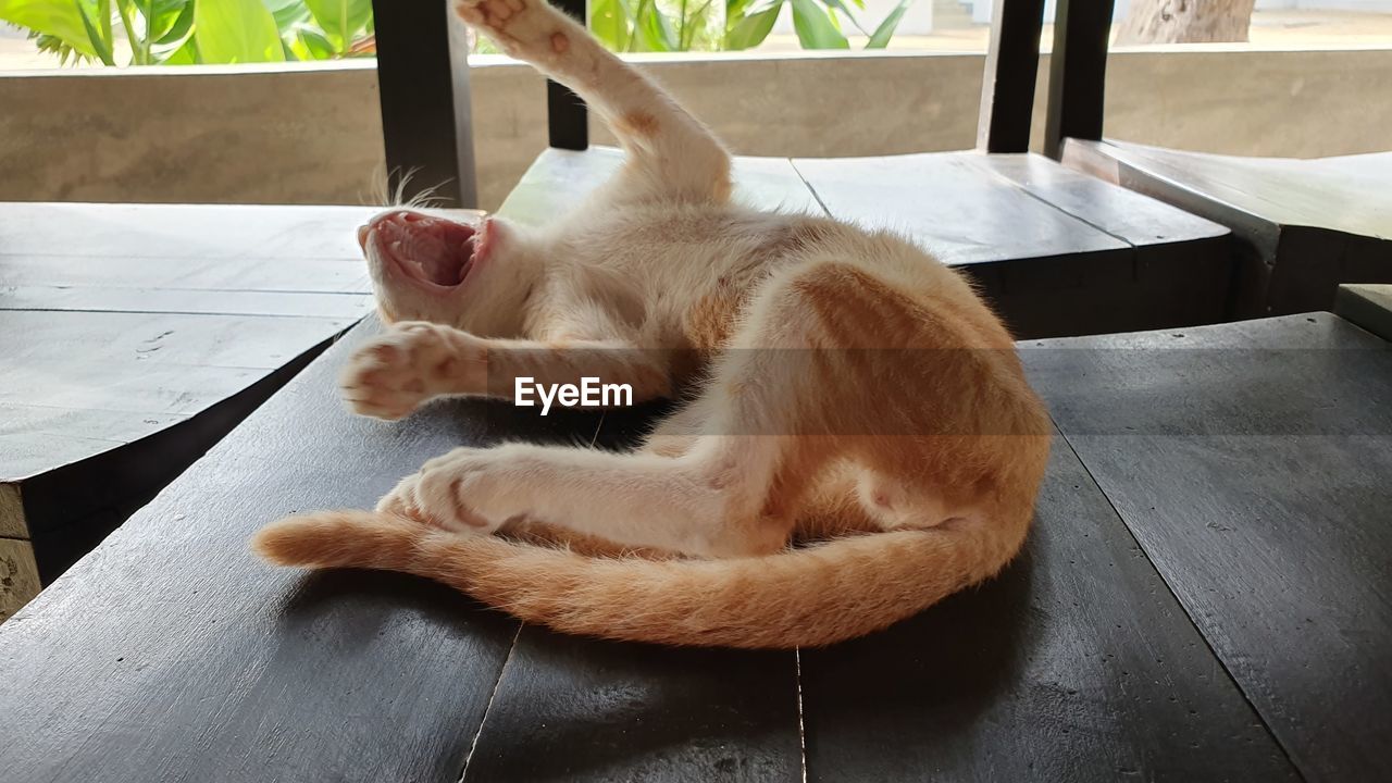 CAT SLEEPING ON TABLE