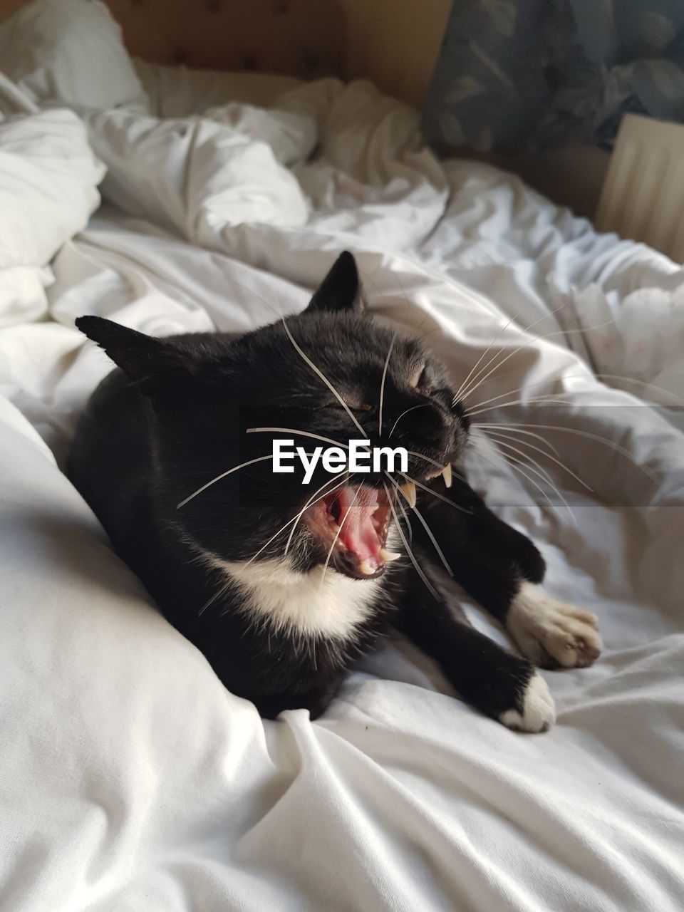 CLOSE-UP OF CAT SLEEPING ON BED