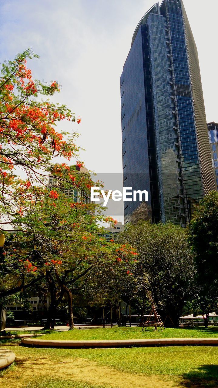 Low angle view of trees growing in park against buildings