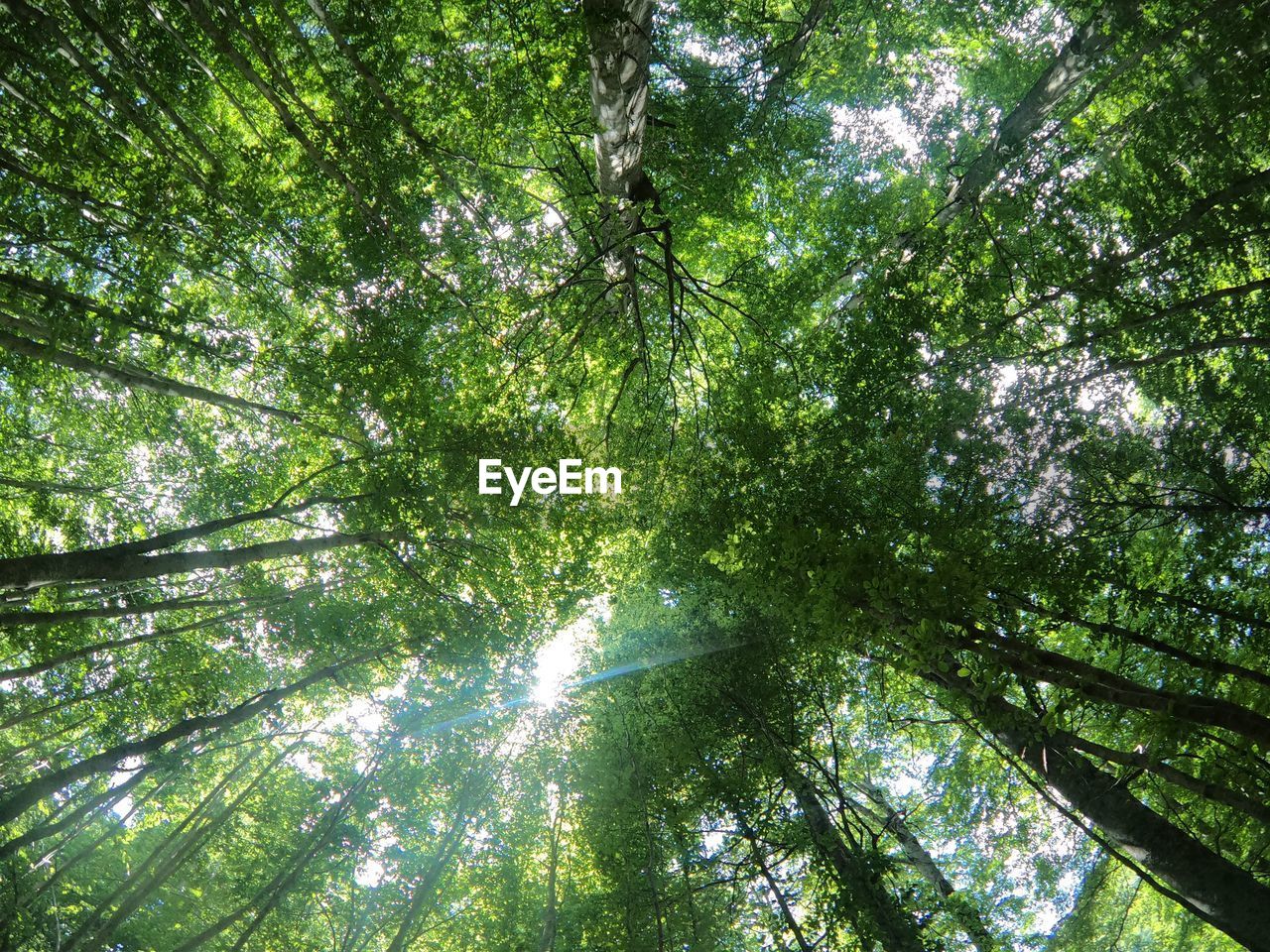 LOW ANGLE VIEW OF BAMBOO TREES