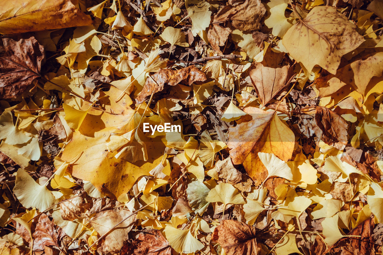 DIRECTLY ABOVE SHOT OF DRIED LEAVES ON LAND