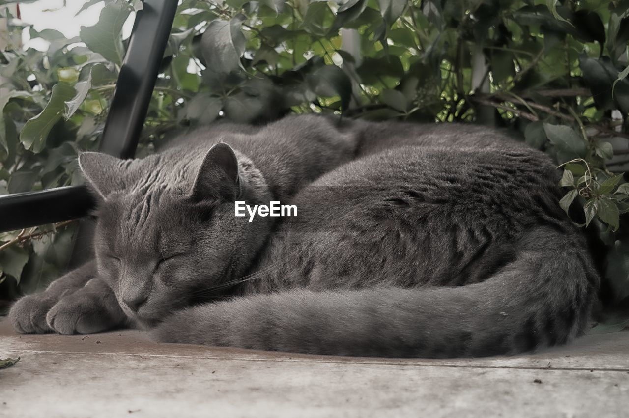 CAT SLEEPING IN A FOREST