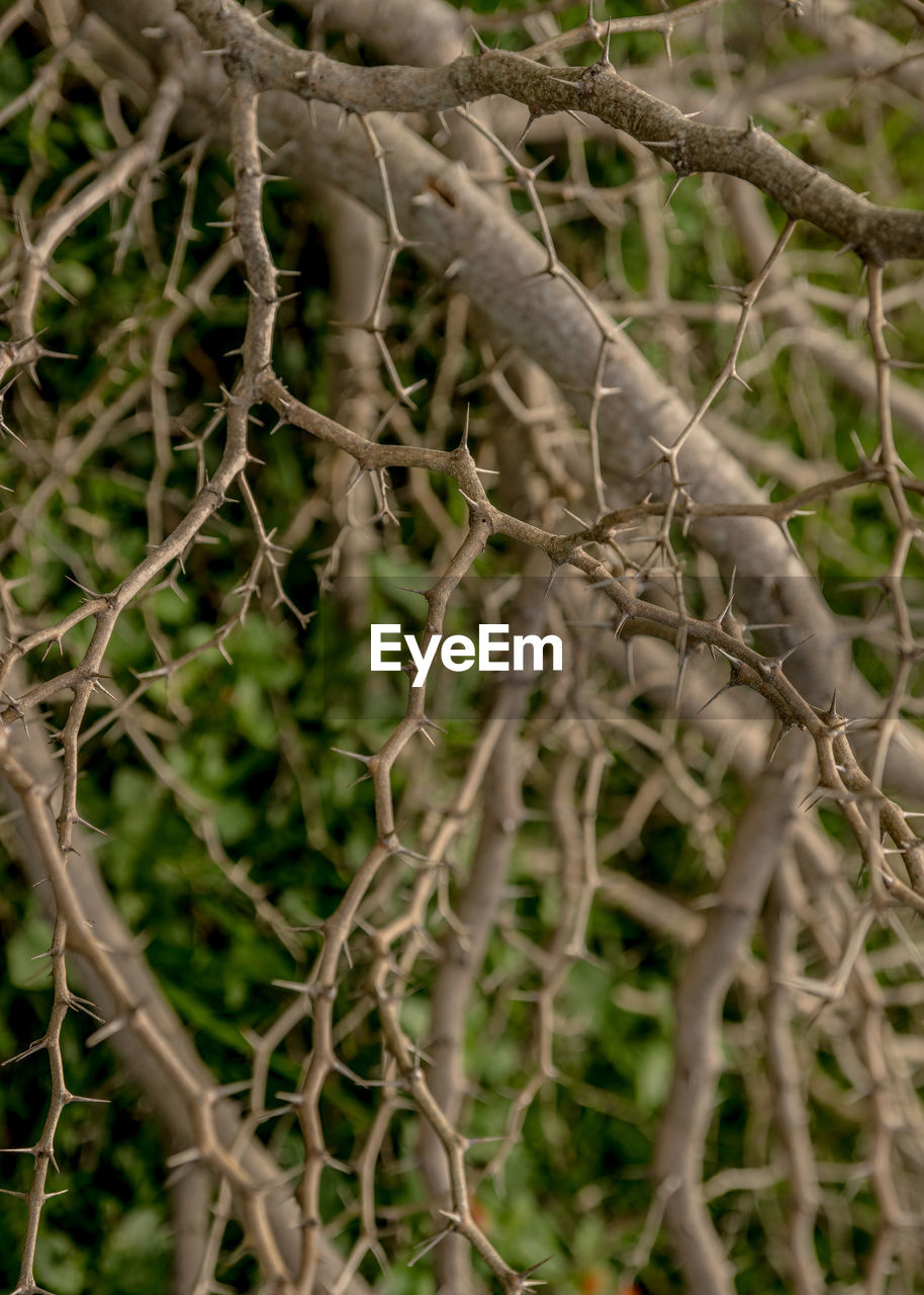 CLOSE-UP OF BRANCHES