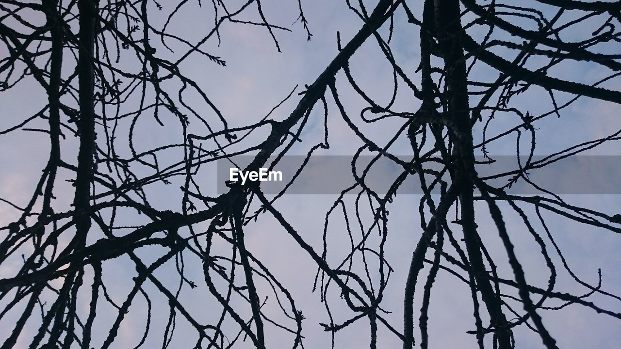 Low angle view of silhouette bare tree against clear sky at dusk