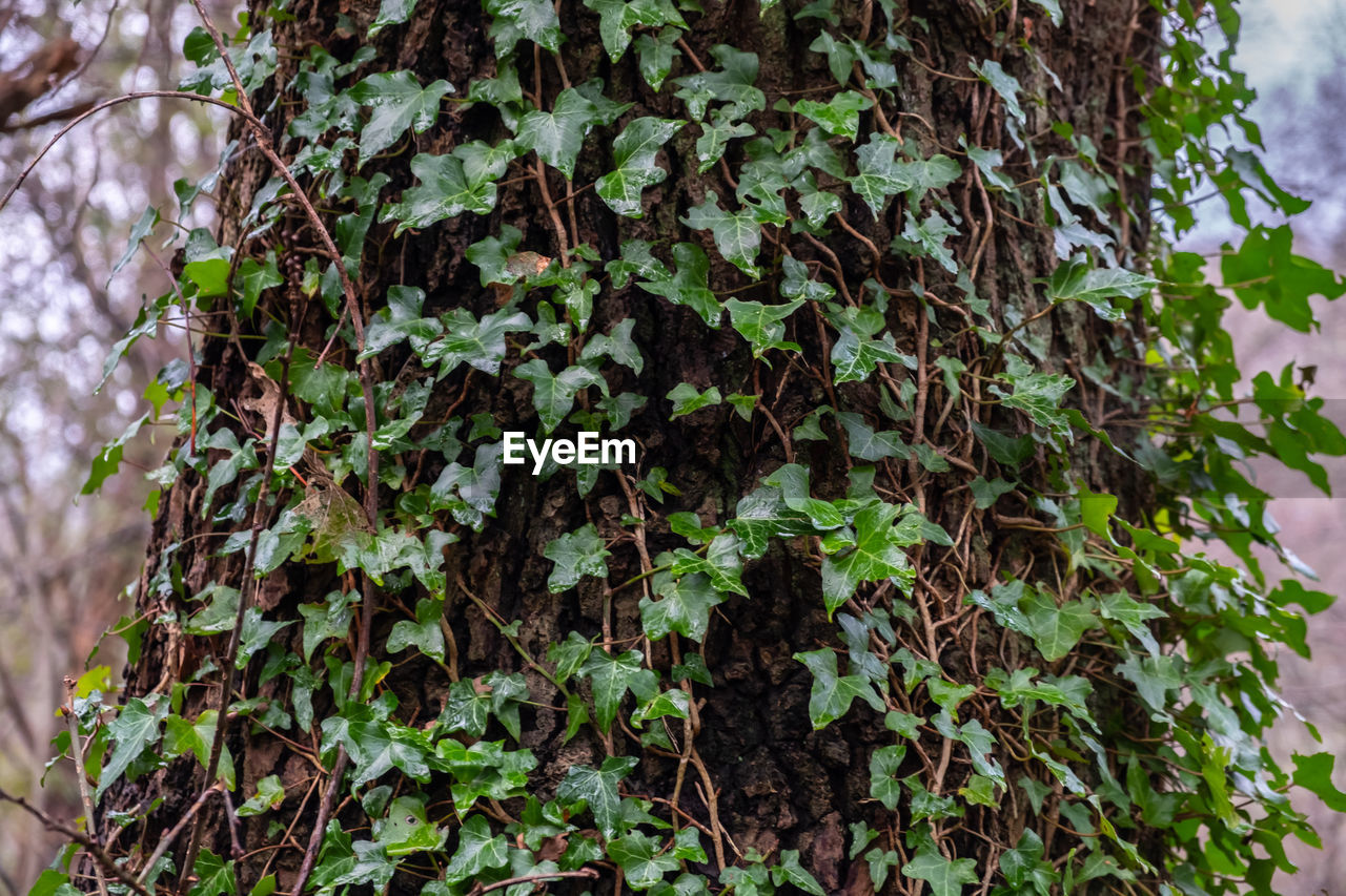 Close-up of ivy growing on tree trunk