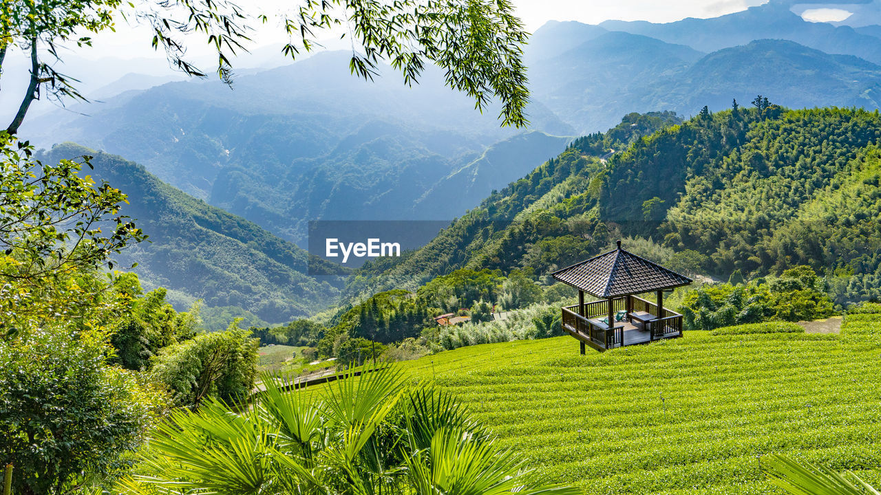 Scenic view of tea field against mountains