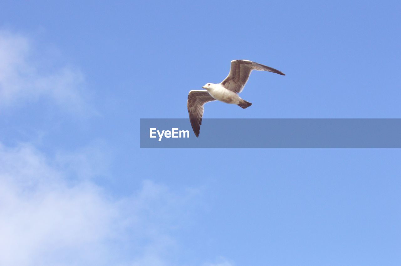 LOW ANGLE VIEW OF SEAGULLS FLYING AGAINST SKY
