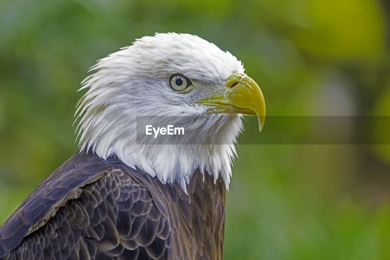 Close-up of a bald eagle 