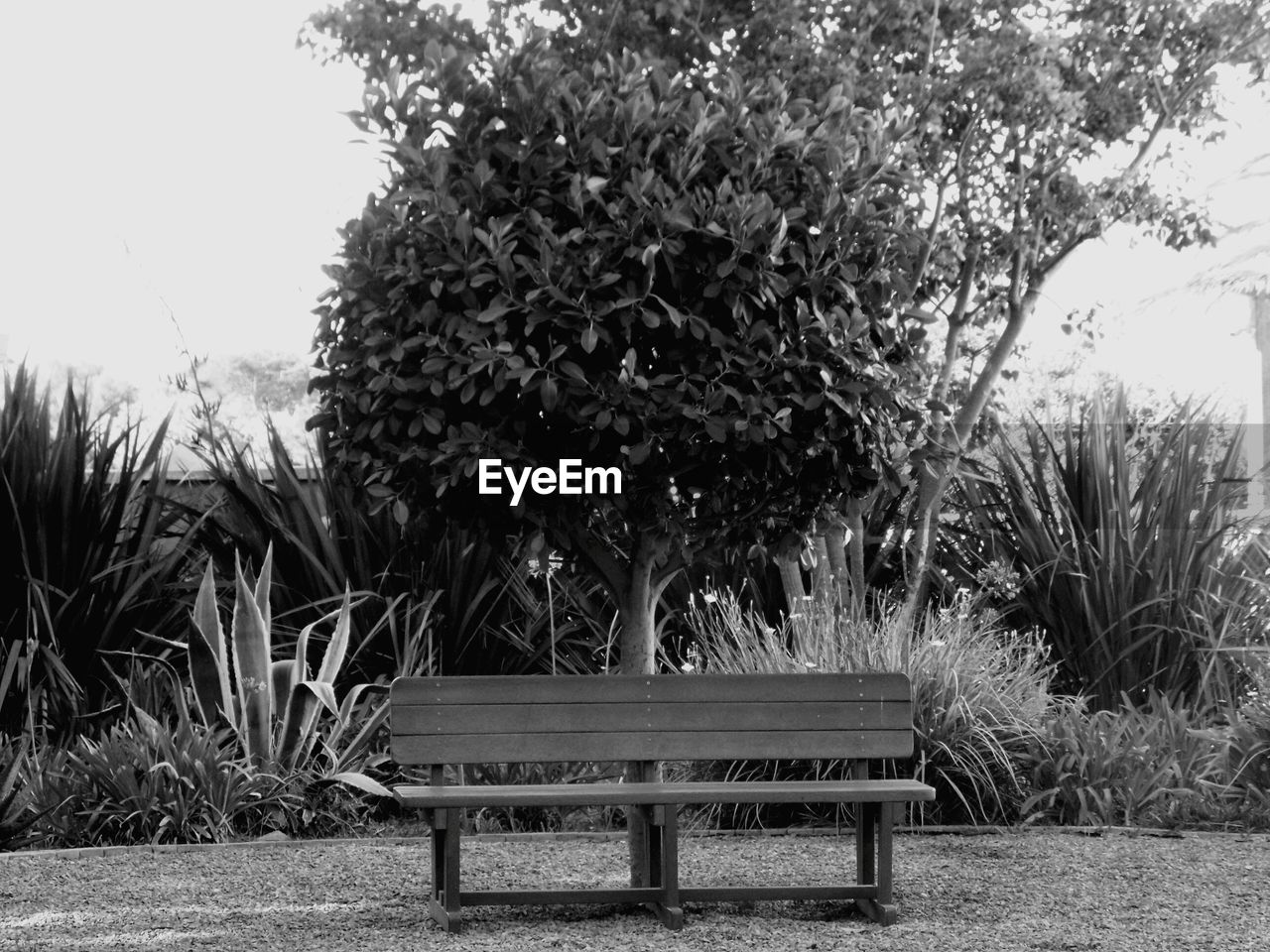 EMPTY PARK BENCH AGAINST TREES IN BACKGROUND