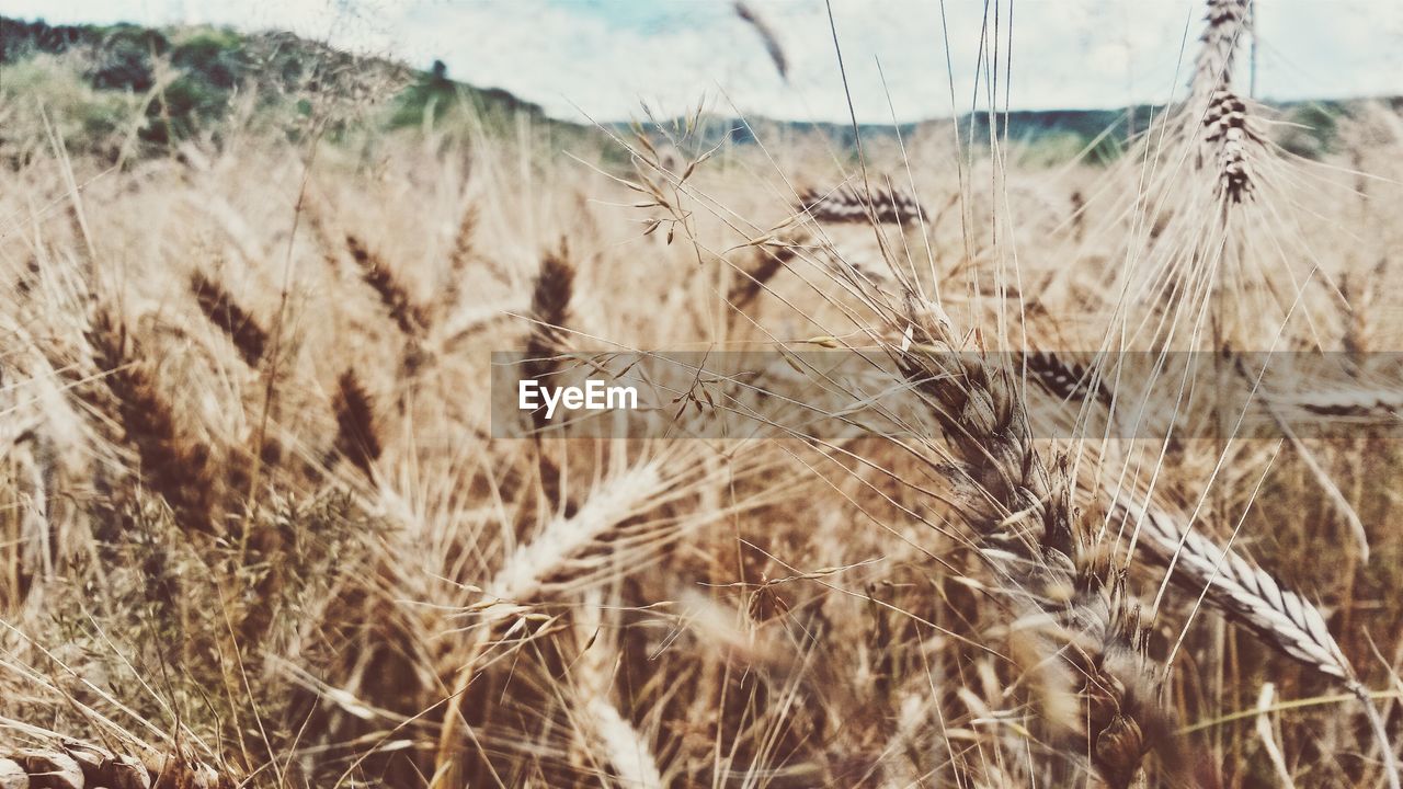 Close-up of wheat plants on field