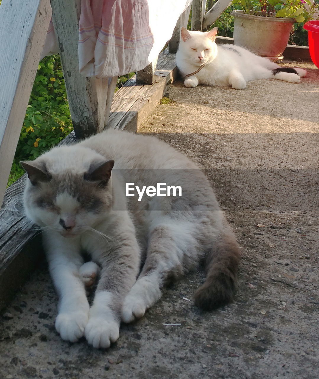 High angle view of cat sitting outdoors on a balcony